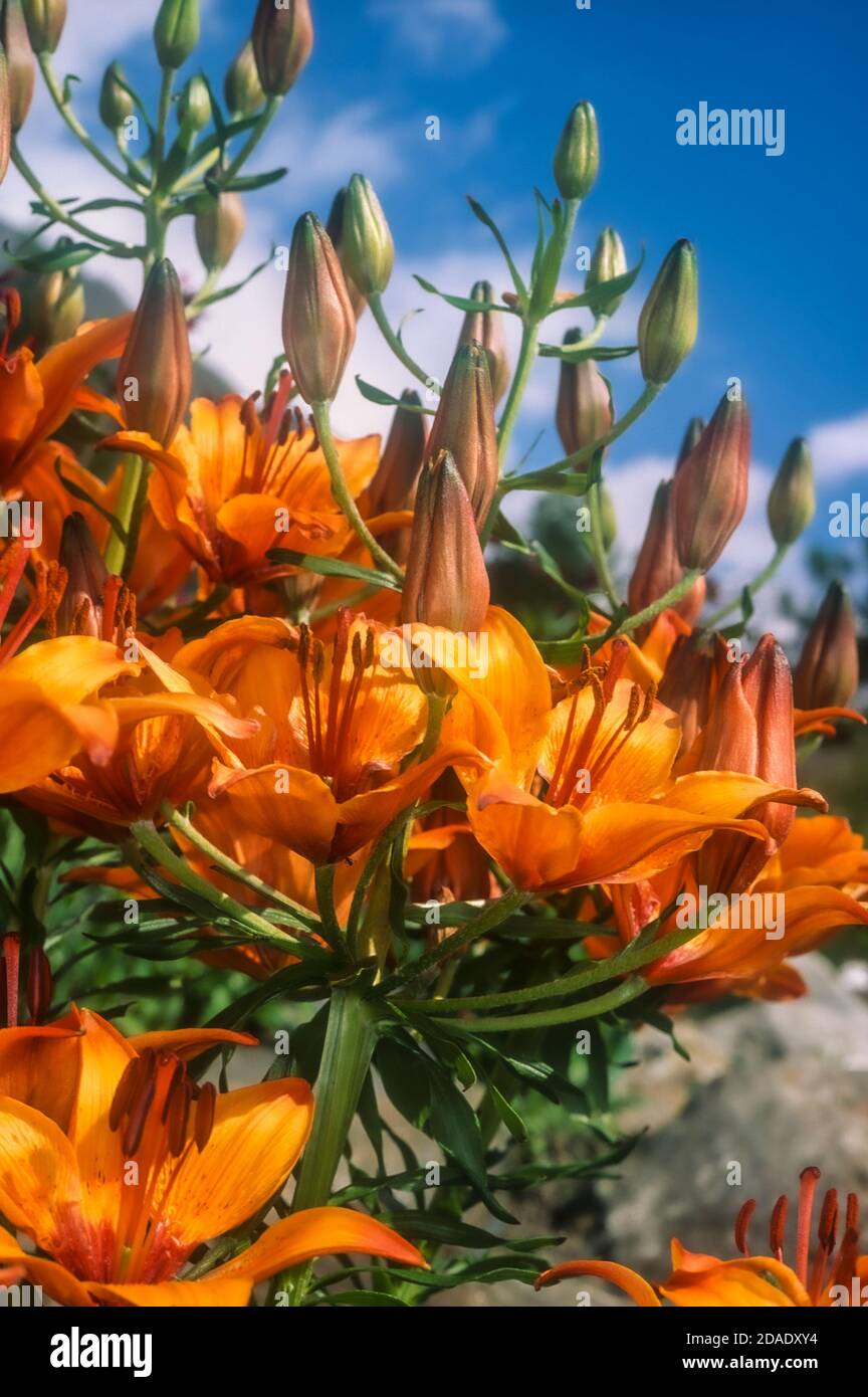 Italien Aostatal - Cogne-Tal - Garten Paradisia - Lilium Bulbiferum - Lilie des heiligen johannes Stockfoto