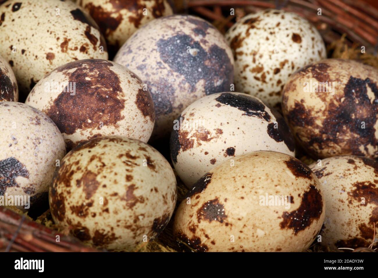 Makroaufnahme von Wachteleiern Stockfoto