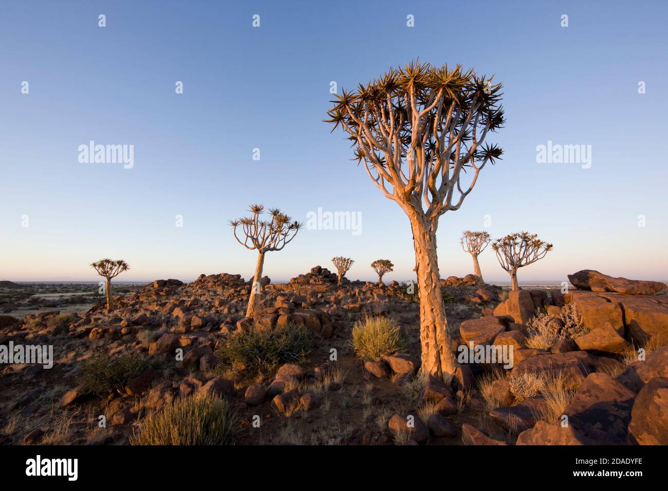 Geographie / Reisen, Namibia, Keetmanshoop, Köcher Tree Forest, Additional-Rights-Clearance-Info-not-available Stockfoto