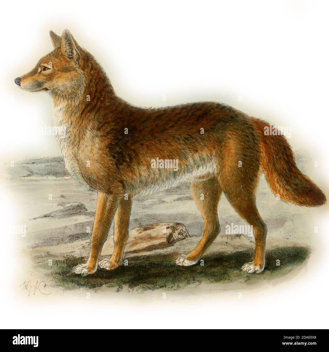 Der Dingo (Canis familiaris, Canis Dingo, Canis familiaris Dingo oder Canis lupus Dingo) ist ein Hund, der in Australien gefunden wird. Seine taxonomische Klassifizierung wird diskutiert. Es ist ein mittelgroßer Hund, der einen schlanken, robusten Körper für Geschwindigkeit, Beweglichkeit und Ausdauer angepasst besitzt. Aus dem Buch Hunde, Schakale, Wölfe und Füchse EINE Monographie der Canidae [aus dem Lateinischen: Canis, 'Hund') ist eine biologische Familie hundeähnlicher Fleischfresser. Ein Mitglied dieser Familie wird ein Canid genannt] von George Mivart, F.R.S. mit Holzschnitten und 45 farbigen Platten aus der Natur von J. G. Keulemans gezeichnet und handfarbig. Herausgegeben von R. H. Porter, Lon Stockfoto