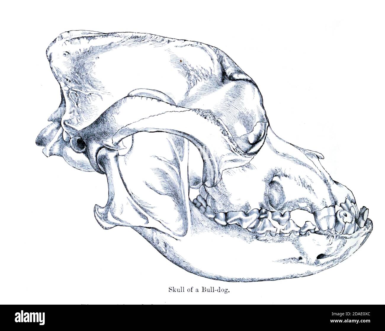 Seitenansicht eines Schädels eines Bulldogges [Bulldog] aus dem Buch Hunde, Schakale, Wölfe und Füchse EINE Monographie der Canidae [aus dem Lateinischen, Canis, 'Hund') ist eine biologische Familie hundeähnlicher Fleischfresser. Ein Mitglied dieser Familie wird ein Canid genannt] von George Mivart, F.R.S. mit Holzschnitten und 45 farbigen Platten aus der Natur von J. G. Keulemans gezeichnet und handfarbig. Herausgegeben von R. H. Porter, London, 1890 Stockfoto