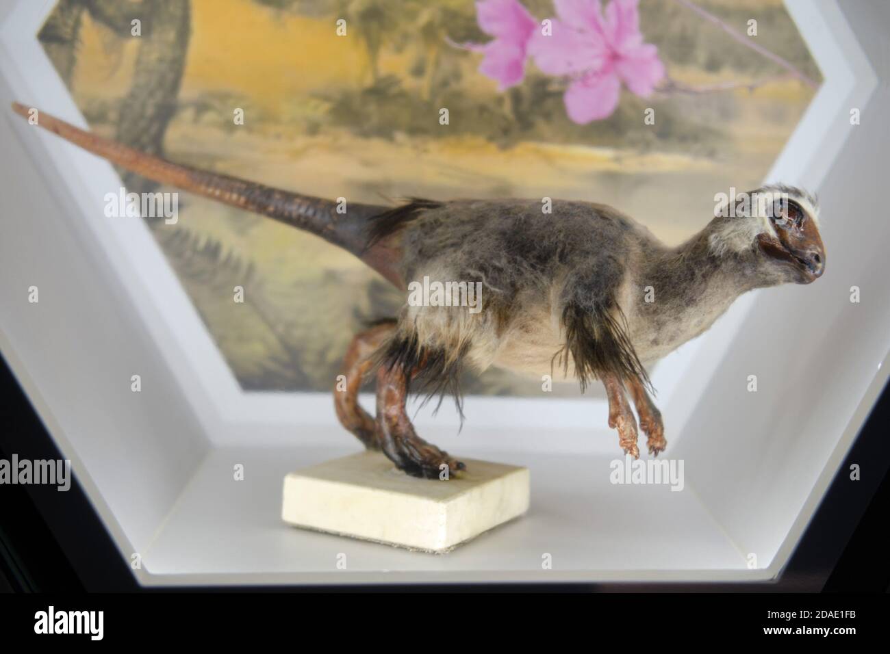 Kulindadromeus Zabaikalicus Ist Ein Dinosaurier Aus Der Ordnung Ptitsetazov Bedeckt Mit Protoptera Und In Russland Gefunden Tage Des Fernen Ostens Moskau Russ Stockfotografie Alamy