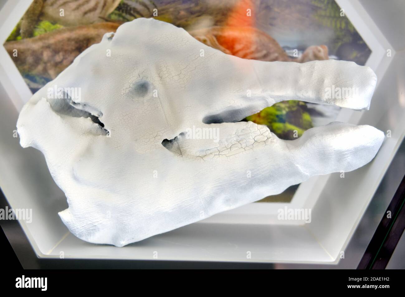 Nipponosaurus sachalinensis Fotos und Bildmaterial in hoher Auflösung