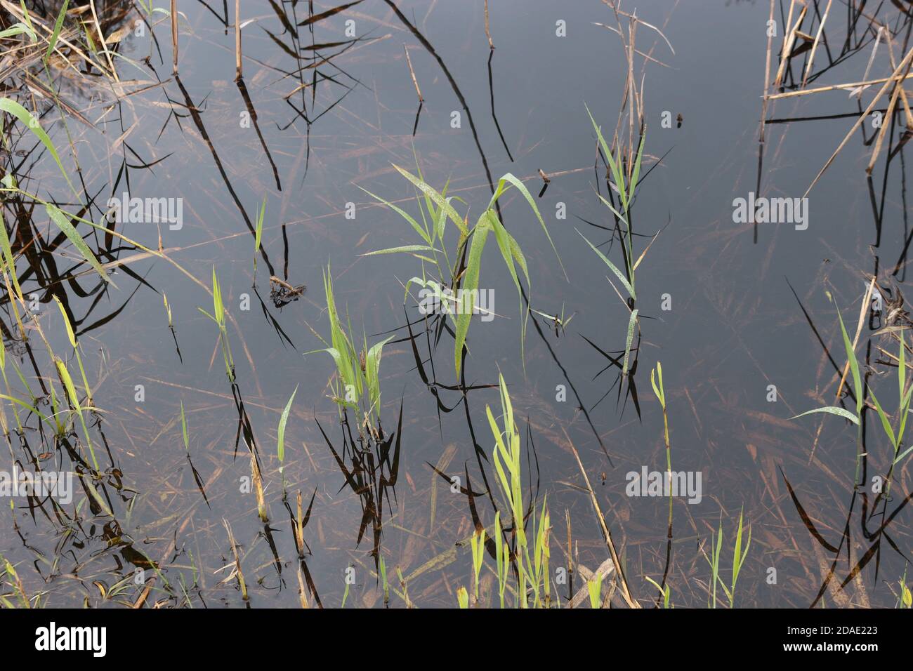 Gras und Schilf wachsen aus dem Wasser, am Rande eines Moorsees, im Herbst. Im Weidmoos Moorland, einem österreichischen Naturschutzgebiet. Salzburg, Österreich. Stockfoto