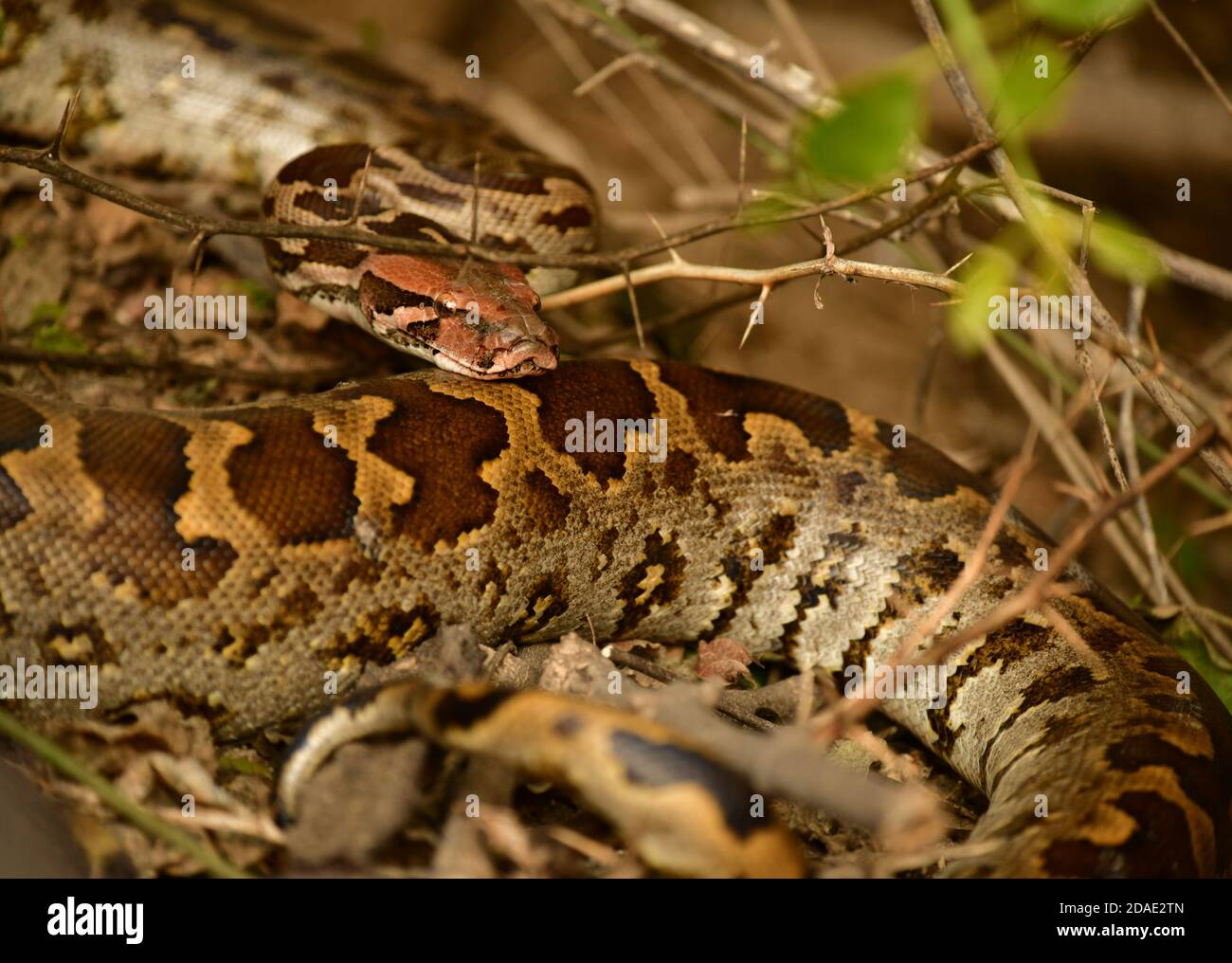 Grobskalige Sandboa (Gongylophis conicus) im Bharatpur National Park, Indien Stockfoto