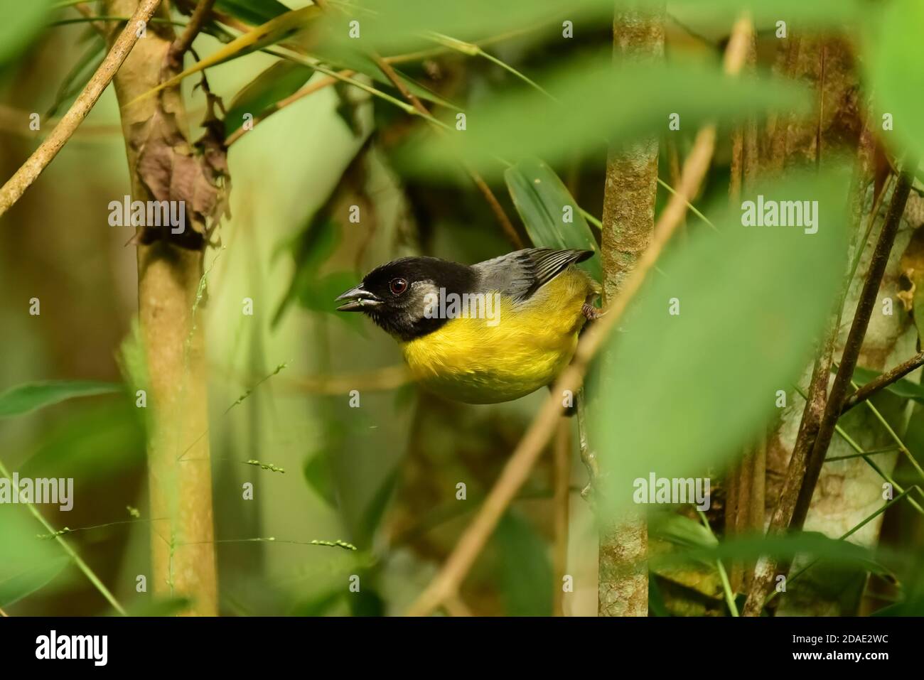 Santa Marta Buschendel (Atlapetes melanocephalus) endemischer Vogel von Kolumbien. Südamerika Stockfoto