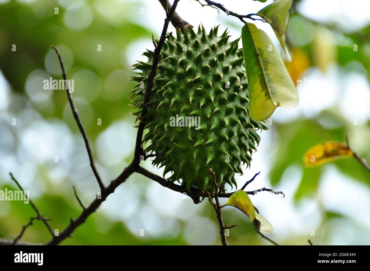 Nahaufnahme von Soursop- oder Guanabana-Früchten (Annona muricata), einer exotischen Frucht. Kolumbien Stockfoto