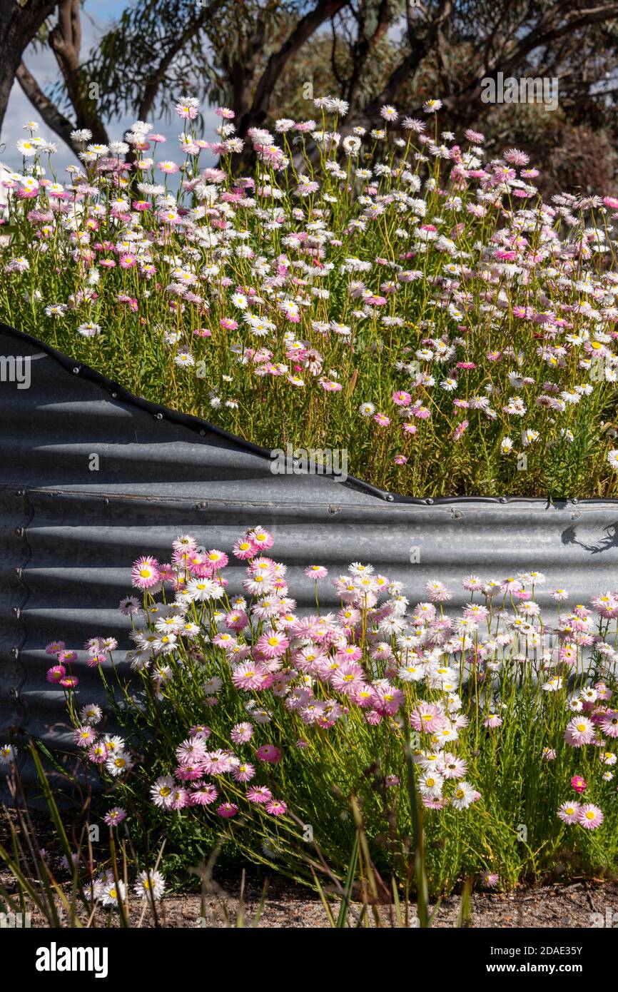 Everlastings wächst auf dem Boden und in einer Wanne aus einem Wassertank. Stockfoto