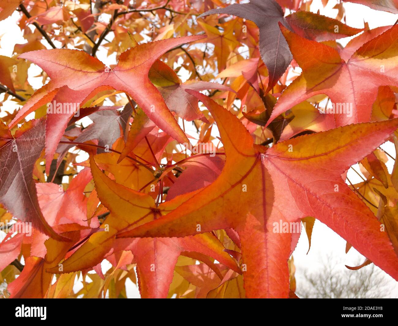 Schöne rote und orange Blätter auf einem Baum im Herbst Stockfoto