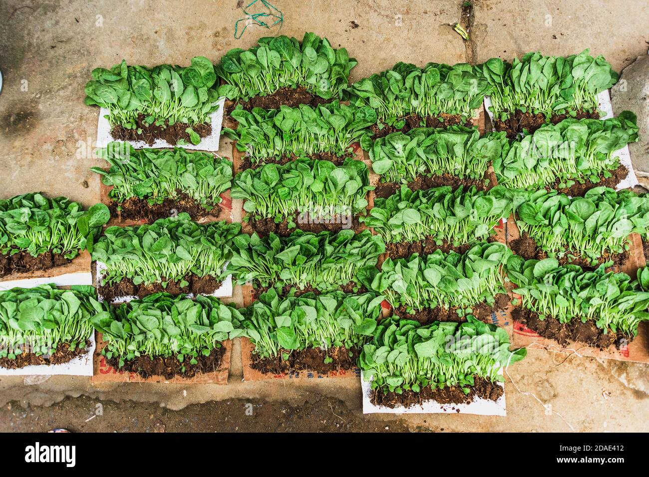 Lockere junge Pflanze auf dem Boden am Bac Ha Markt, vietnam Stockfoto