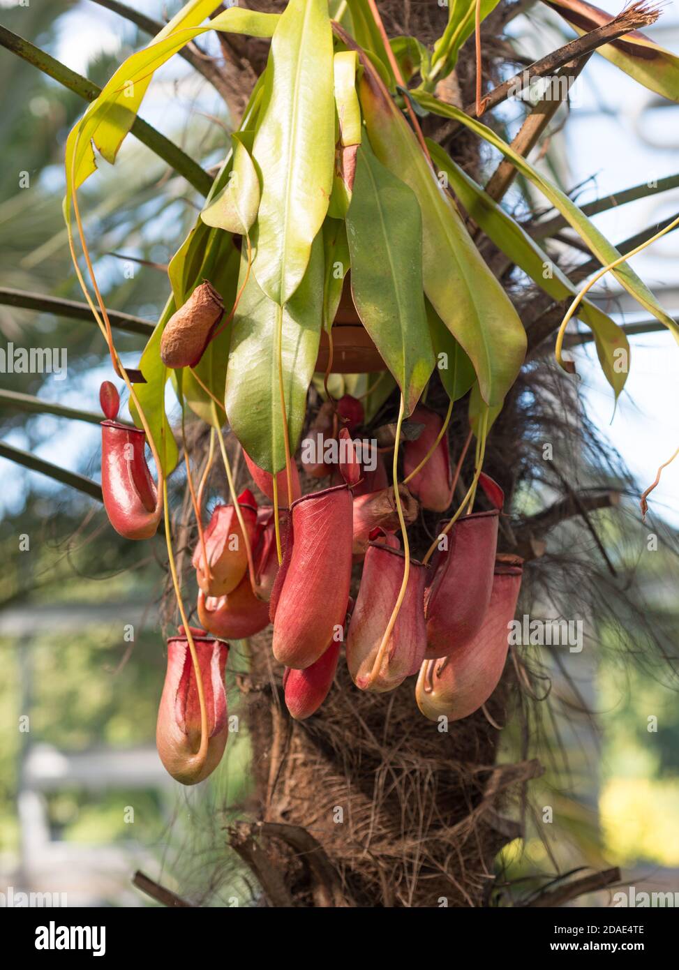 Blume Nepenthes, räuberische Pflanze Stockfoto