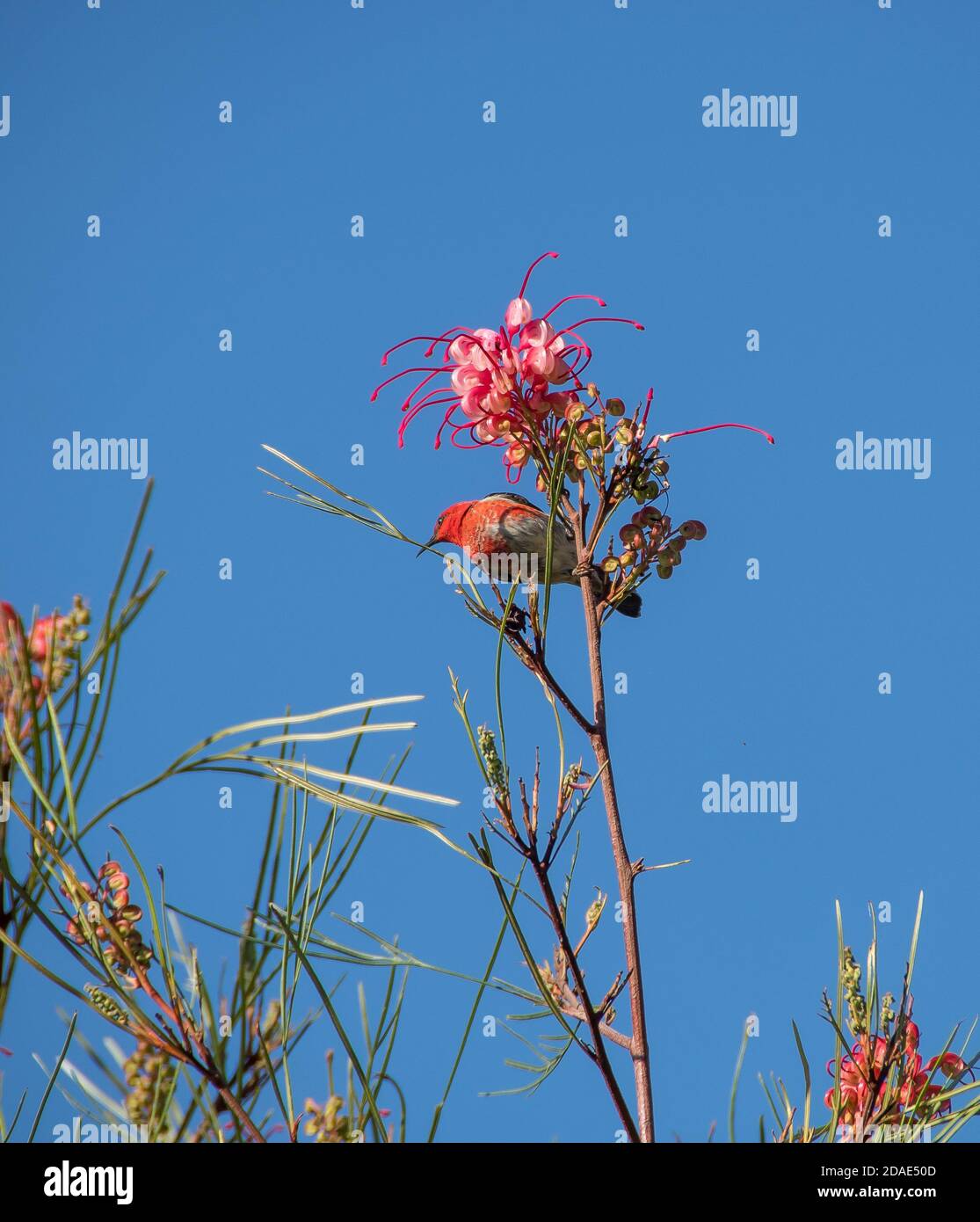 Scharlachrote Honeyeater, Myzomela sanguinolenta. Ein Männchen, das sich am Nektar von grevillea ernährt, blüht in einem privaten australischen Garten in Queensland. Stockfoto