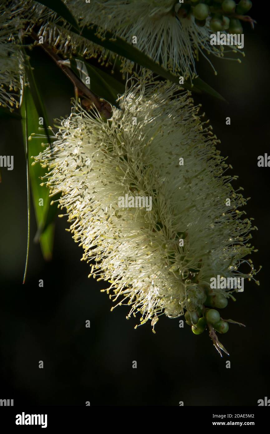 Eine weiße Flaschenbürste (Callistemon) Blume. Australische einheimische Pflanze, im privaten Garten in Queensland. Zylindrische, symmetrische Blüte. Stockfoto