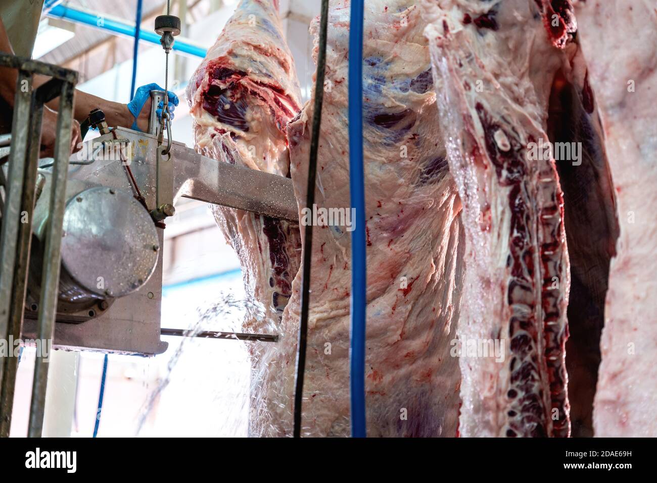 Nahaufnahme Metzgereien arbeiten in der Fleischindustrie, Fleischkäfer schneiden und hängen an Haken in einem Schlachthof. Stockfoto