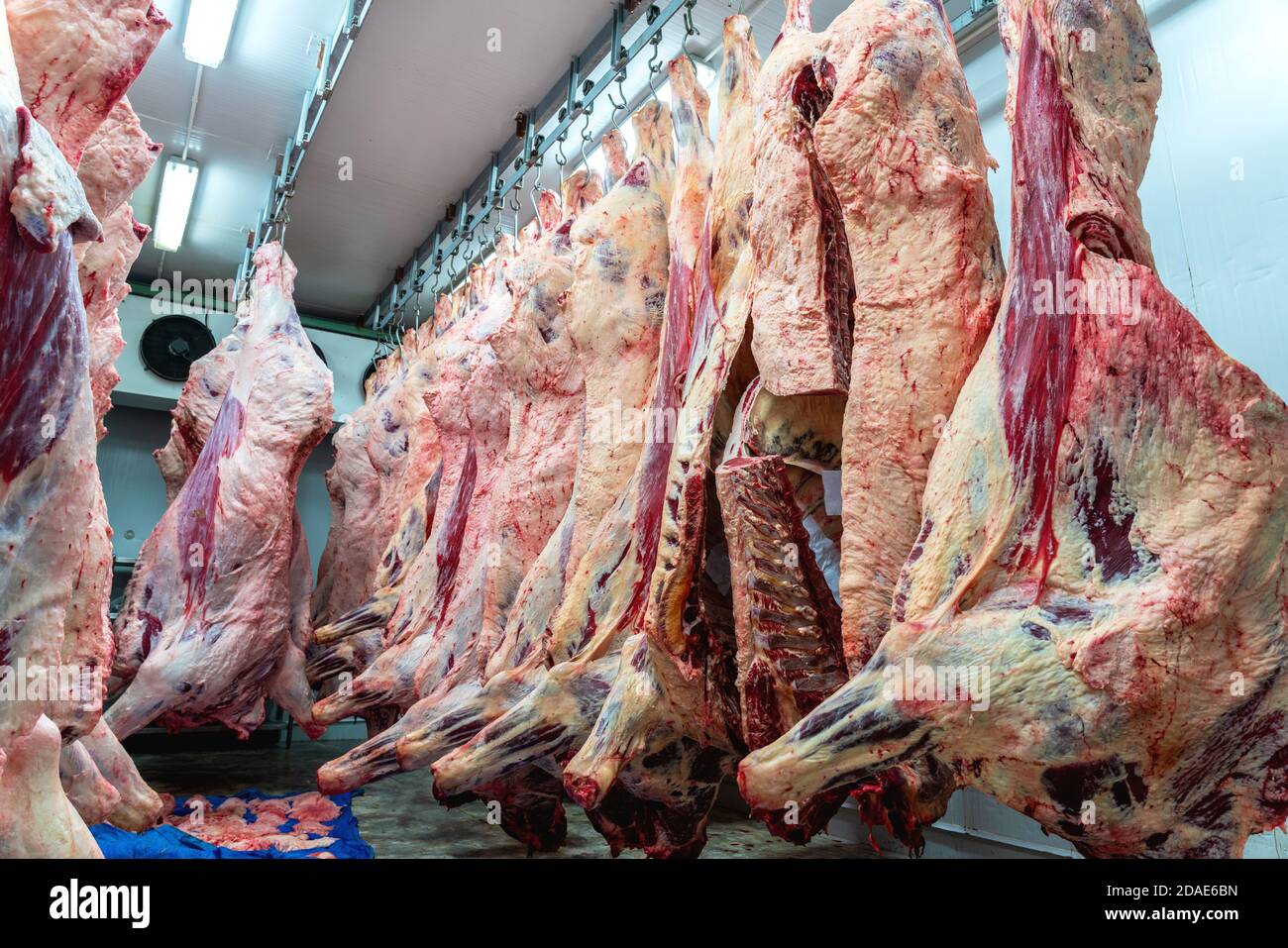 Fleischindustrie im Schlachthof, Fleisch, das im Kühlhaus hängt. In einem Schlachthof schneiden und hängen die Rasseln an Haken, um bei der richtigen Temperatur zu Fleisch zu werden Stockfoto