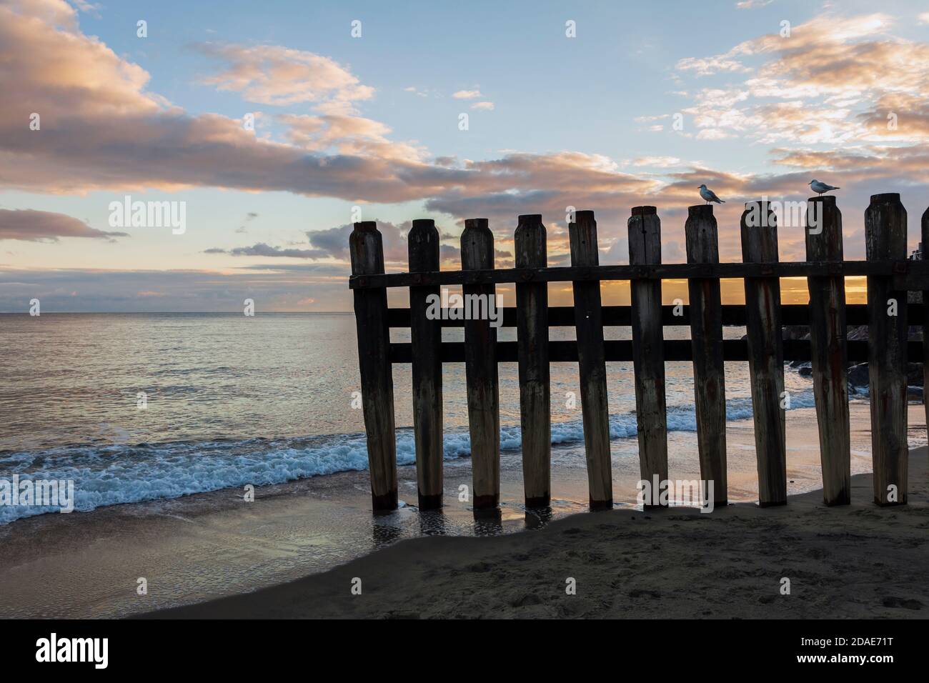 Möwen auf einer Groyne bei Sonnenuntergang, Ventnor, Isle of Wight thront Stockfoto