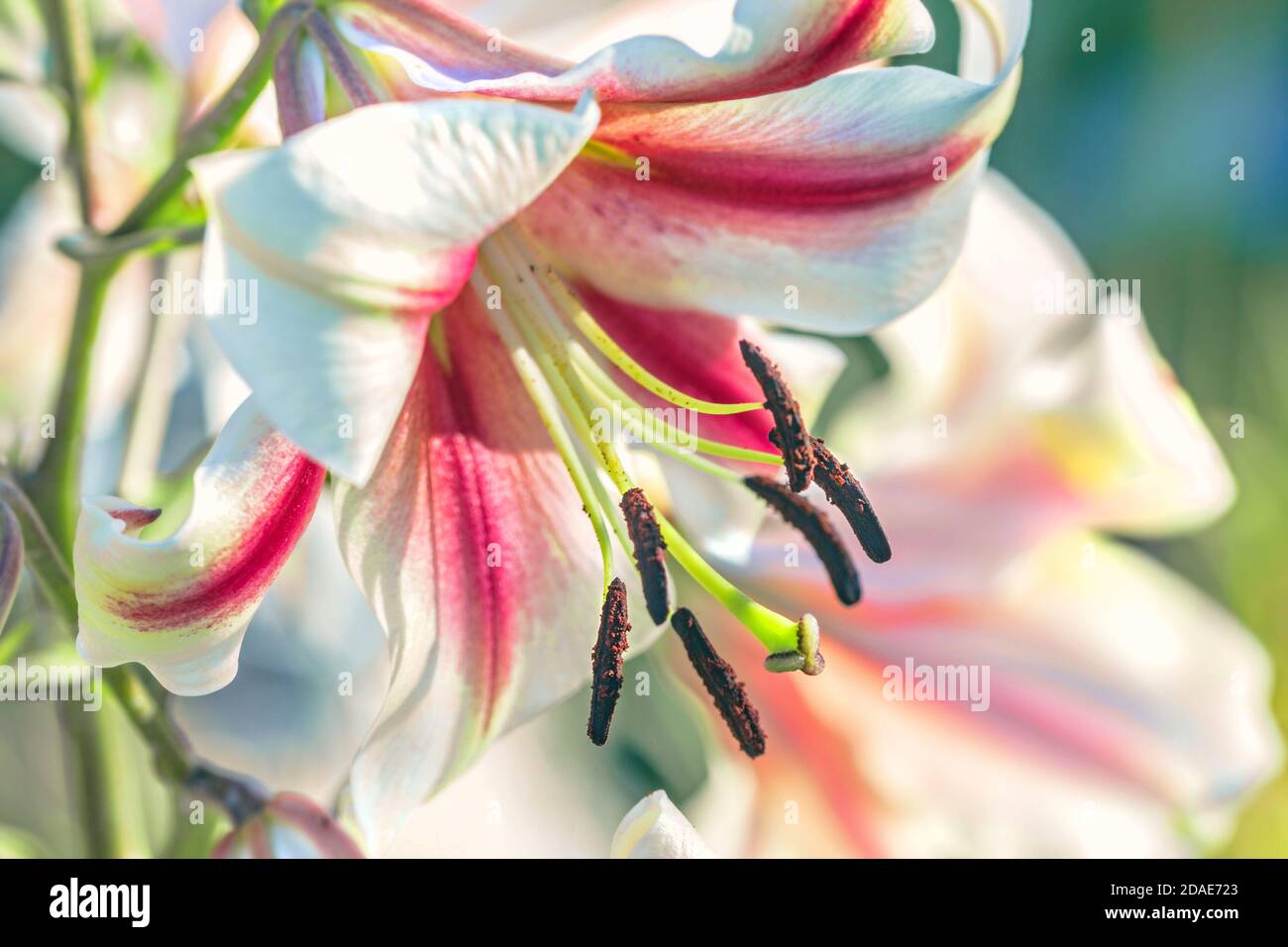 Hübsche zarte helle Gartenlilie Nahaufnahme an sonnigen Tag Stockfoto