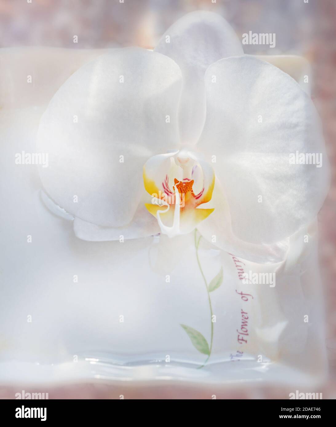 Frische Schönheit weiße Orchidee Blume in Teller Stockfoto