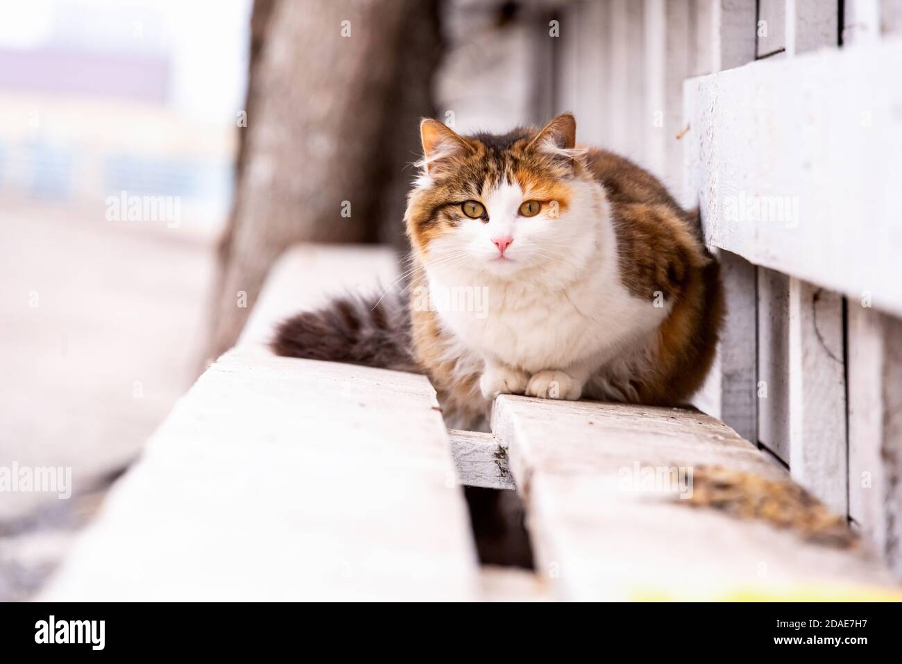 Streunende Katze draußen auf einer winterlichen Stadtstraße Stockfoto