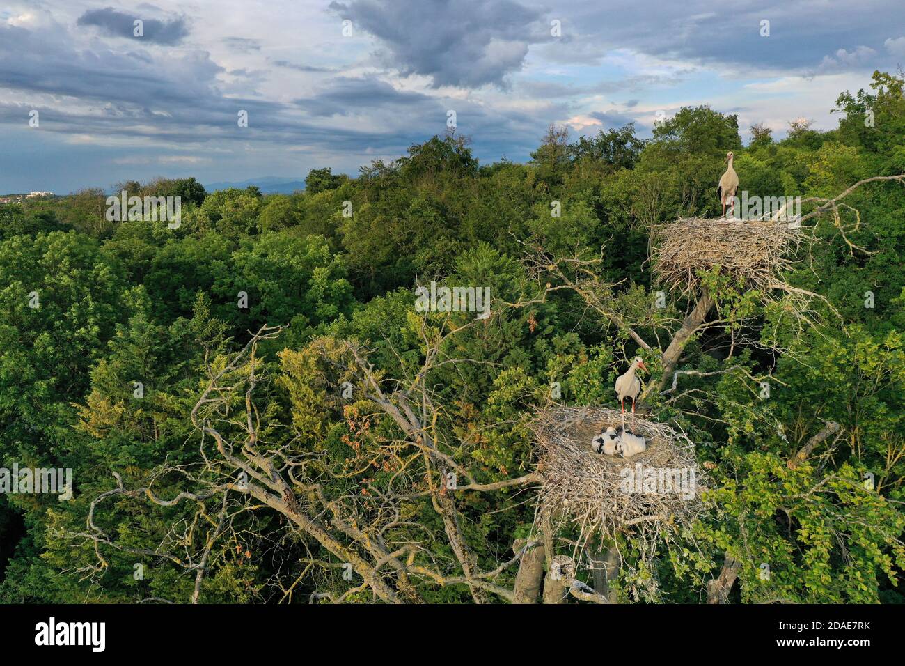 Luftaufnahme von Weißstorch Erwachsene und Küken, Ciconia ciconia, Nisting auf einer Spitze eines Baumes Stockfoto