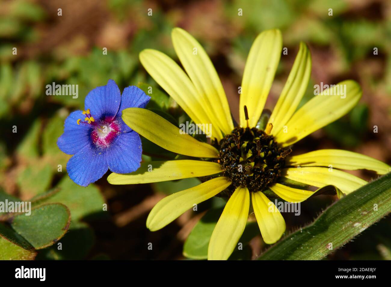 Blaues Pimpernel mit Namaqualnd Daisy Stockfoto