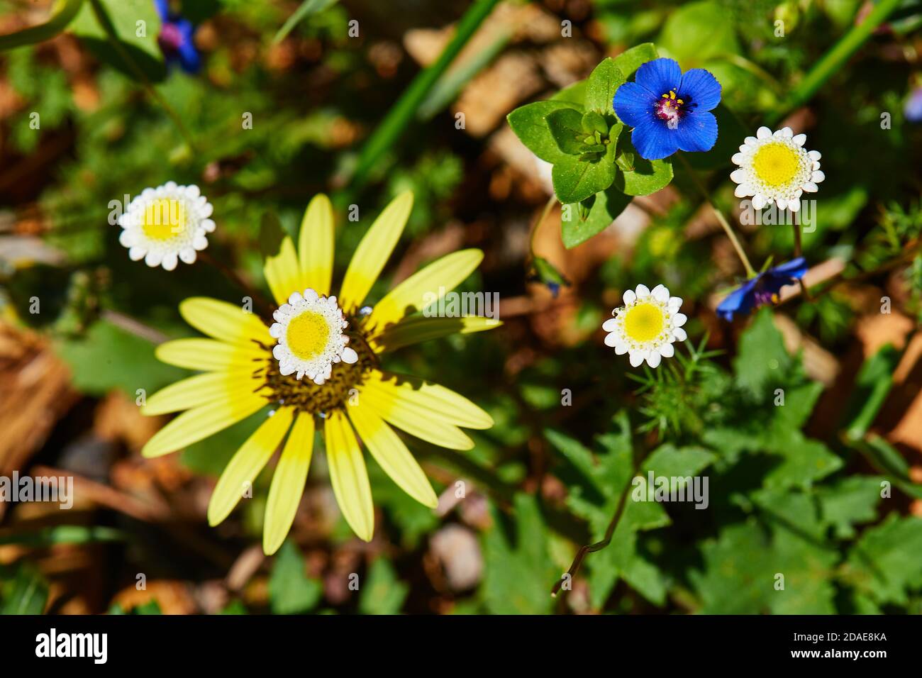 Blaues Pimpernel mit afrikanischer Gänseblümchen und Chamomille Stockfoto
