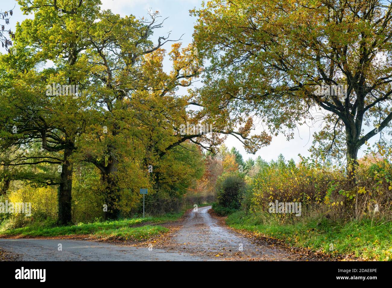 Autumn oxfordshire Countryside in der Nähe von Cornwell. Cornwell, Oxfordshire, Cotswolds, England Stockfoto