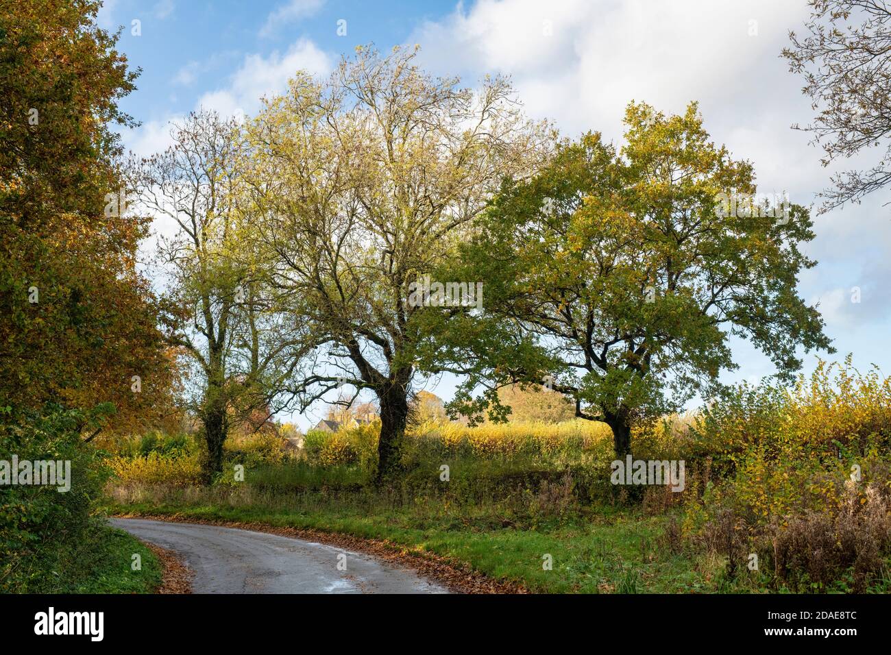 Autumn oxfordshire Countryside in der Nähe von Cornwell. Cornwell, Oxfordshire, Cotswolds, England Stockfoto