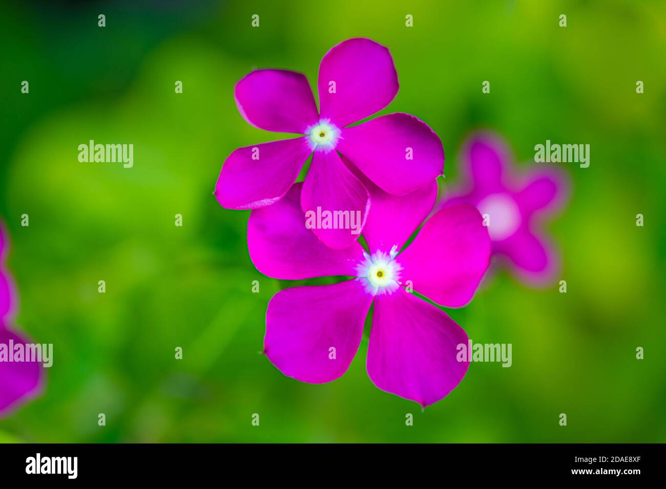 Tropisch-florale Natur, leuchtend rosa Blütenblätter auf grün verschwommener Gartenwiese. Perfekte florale Natur, sonniges Wetter aus der Nähe Stockfoto