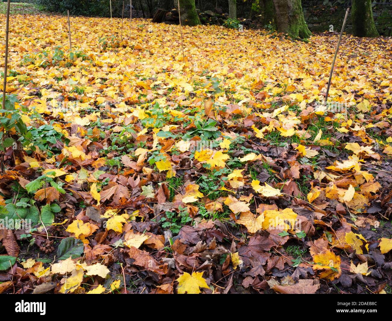 Herbstfarben und ein Teppich aus schwedischen Sycamore-Blättern hellt auf Ein trüber November-Nachmittag Stockfoto