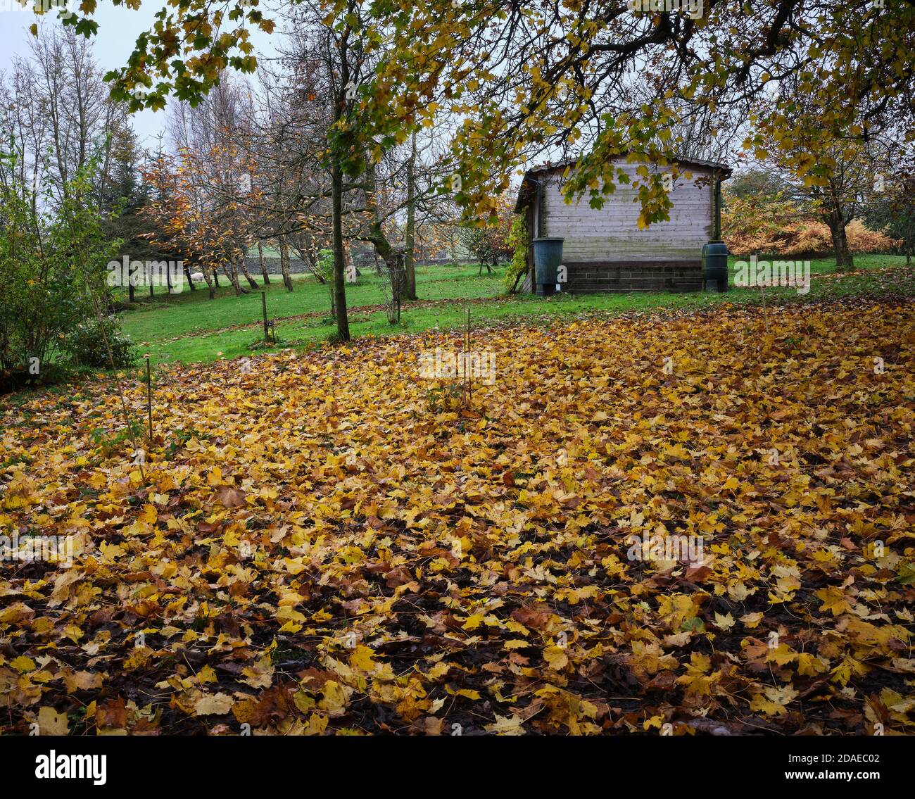 Herbstfarben und ein Teppich aus schwedischen Sycamore-Blättern umgeben Ein Gartenhaus in Nidderdale Stockfoto