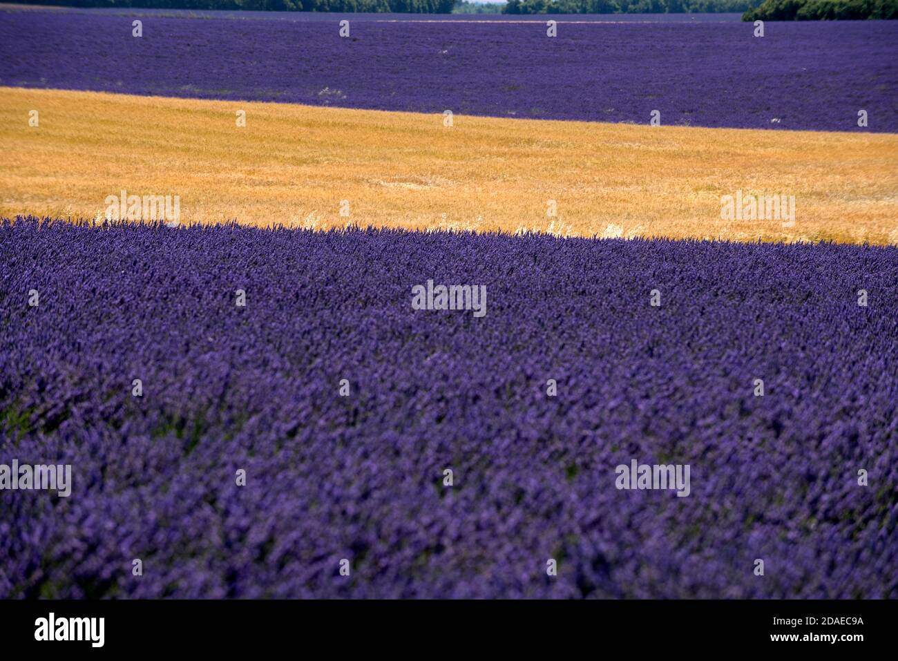 Frankreich, Alpes de Haute Provence, Plateau de Valensole, Lavendel und Durum Felder Stockfoto