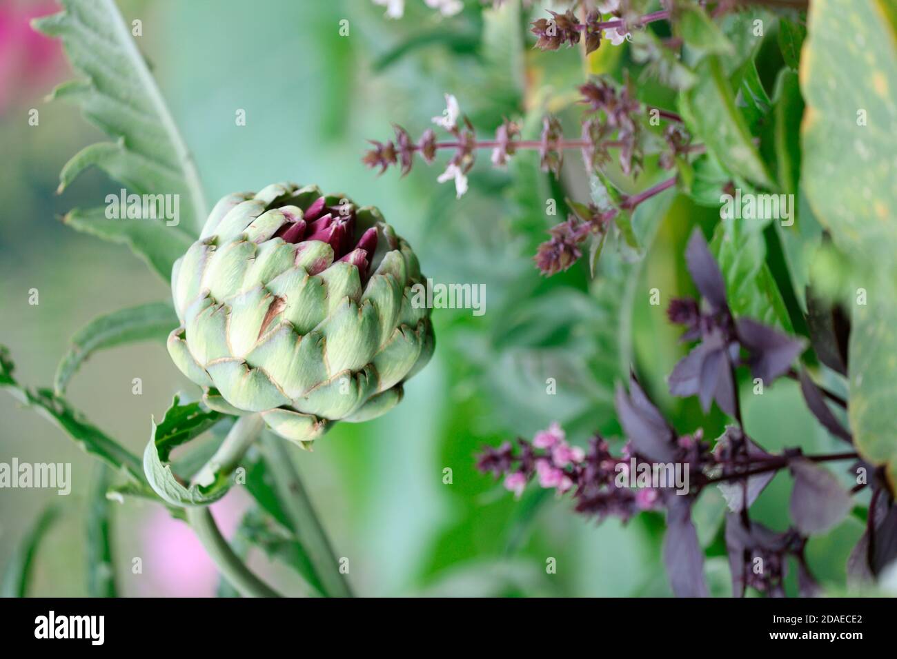 Artischocke, Cynara cardunculus, Gemüse, Gemüse im Blumenbeet, essbare Blumen, Basilikum Stockfoto