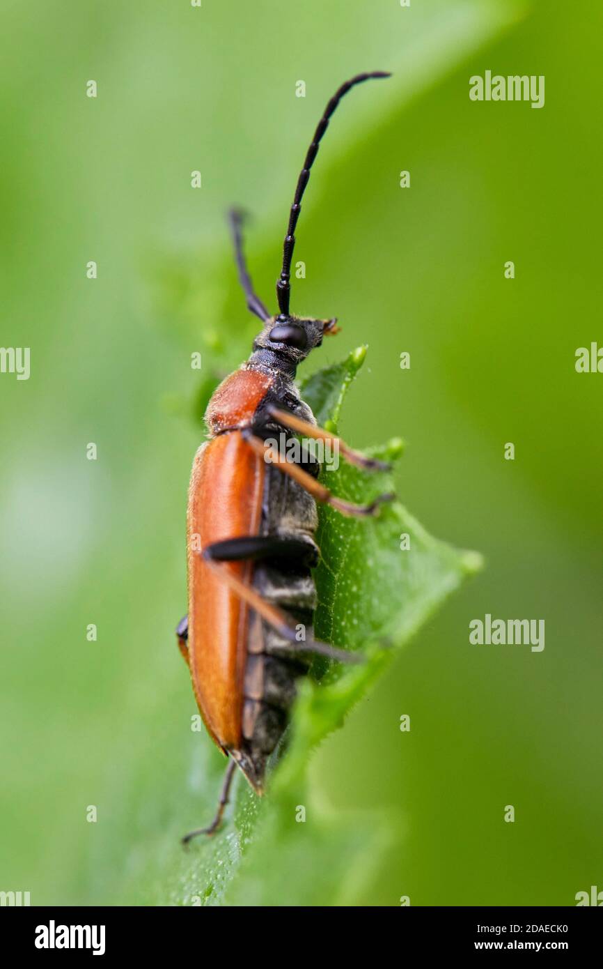 Käfer, Rothalsbock, Stictoleptura rubra Stockfoto