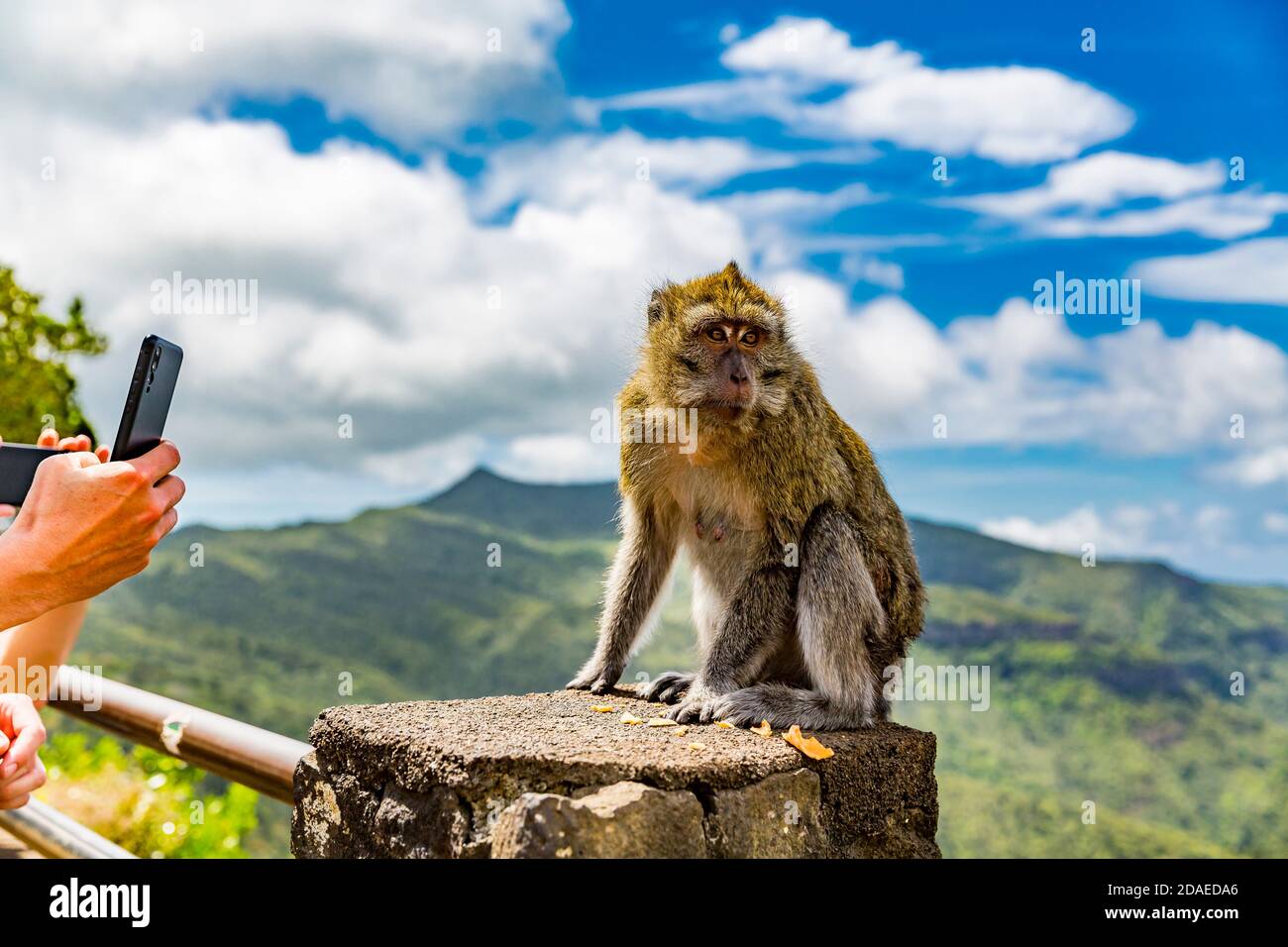Touristen fotografieren mit ihren Smartphones einen Makaken auf dem Gelände (Macaca), Black River ViewPoint, Black River Gorges National Park, Mauritius, Afrika, Indischer Ozean Stockfoto