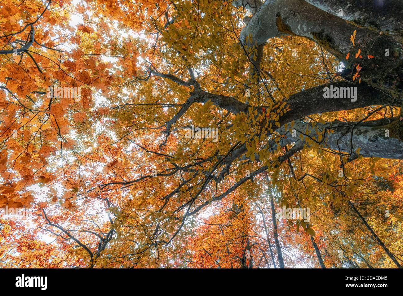 Weltliche Bäume, weltliche Buchen im Tal von san lucano in Herbstkleid, san lucano Tal, dolomiten, taibon agordino, belluno, venetien, italien Stockfoto