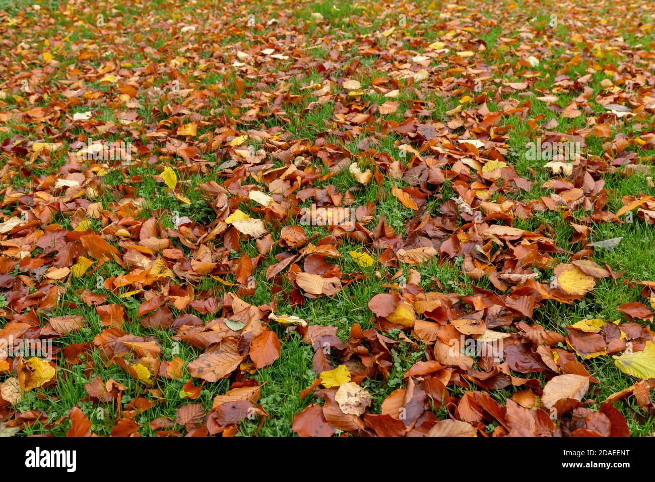 Goldene Blätter fielen im Herbst auf Gras. Stockfoto