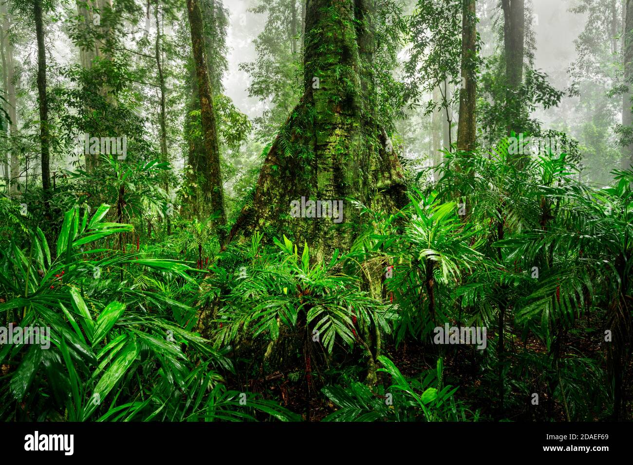 Üppiges Grün an einem nebligen Tag im Regenwald des Dorrigo National Park. Stockfoto