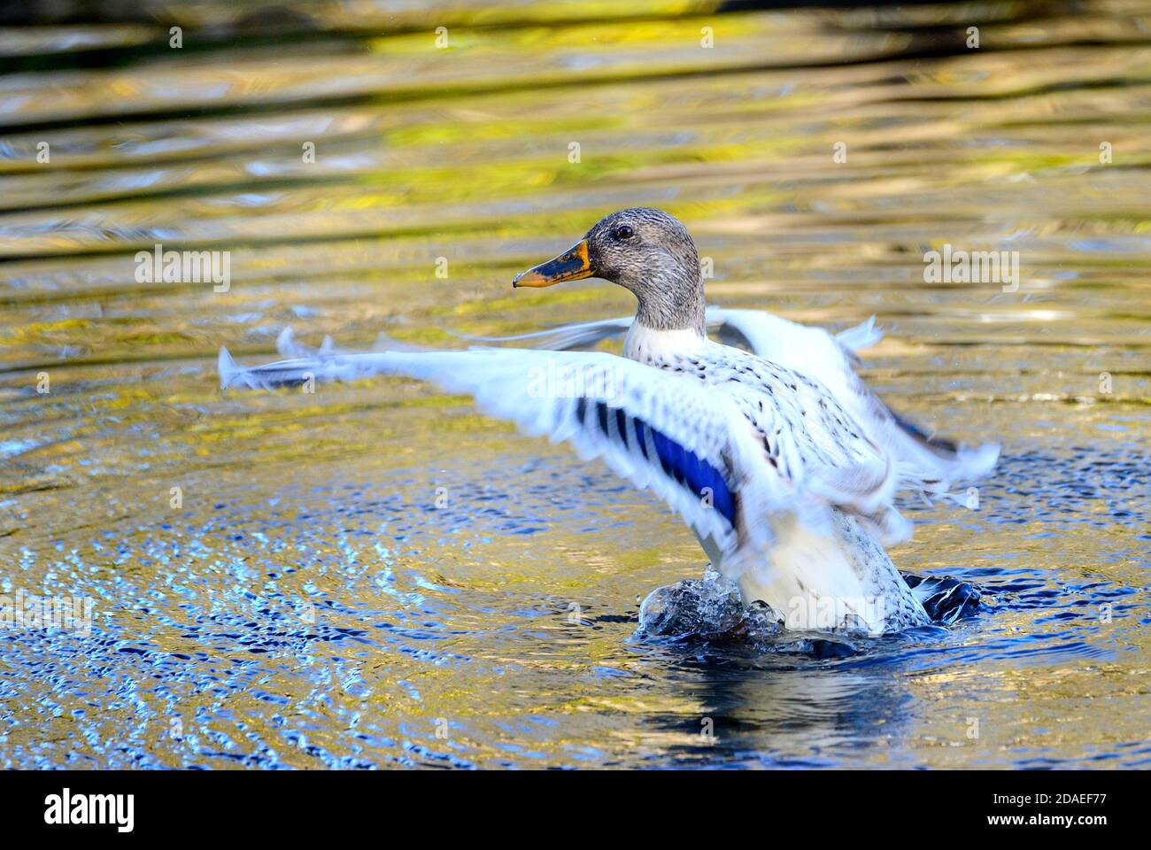 Hybrid Mallard Duck [Anas platyrhynchos] flattern seine Flügel beim Waschen Stockfoto