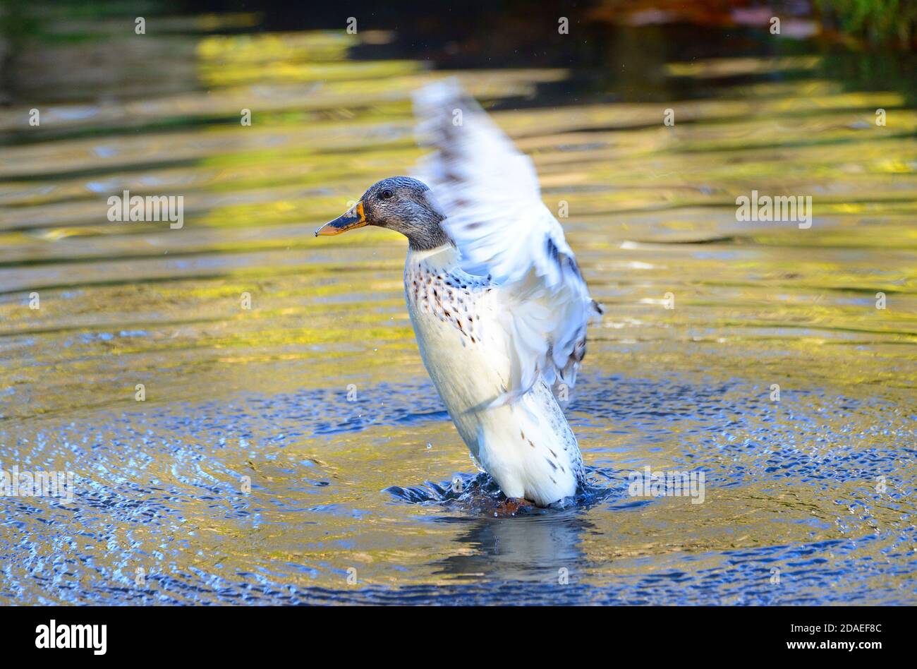 Hybrid Mallard Duck [Anas platyrhynchos] flattern seine Flügel beim Waschen Stockfoto