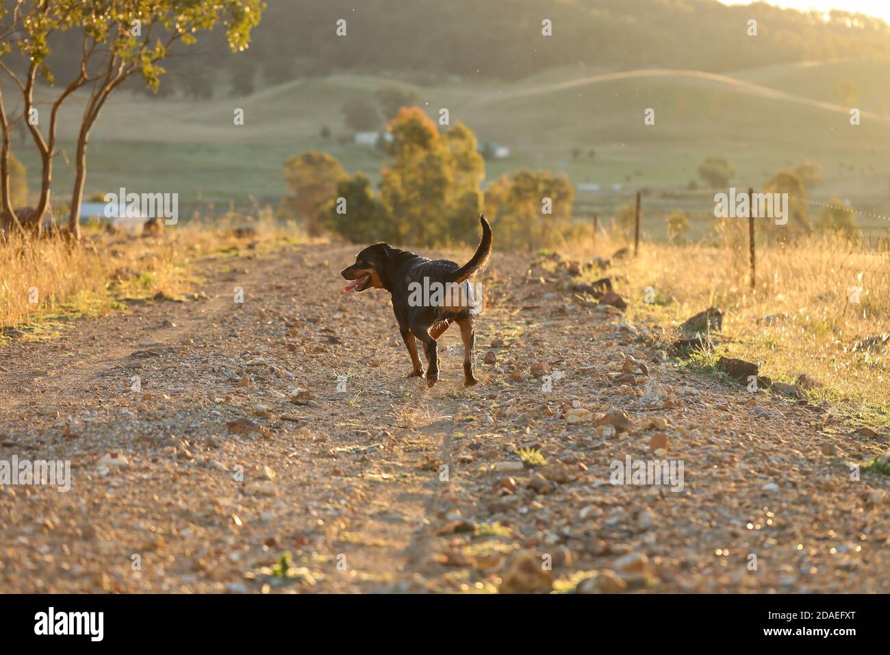 Weibliche rottweiler Hund zu Fuß entlang einer abgelegenen Landstraße in Der goldene Nachmittagssonne Stockfoto