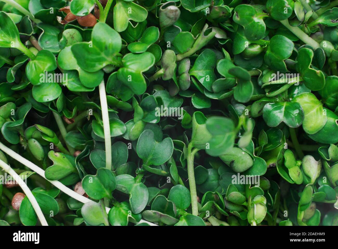 Microgreens Schale auf weißem Marmor Hintergrund. Superfood Konzept Stockfoto