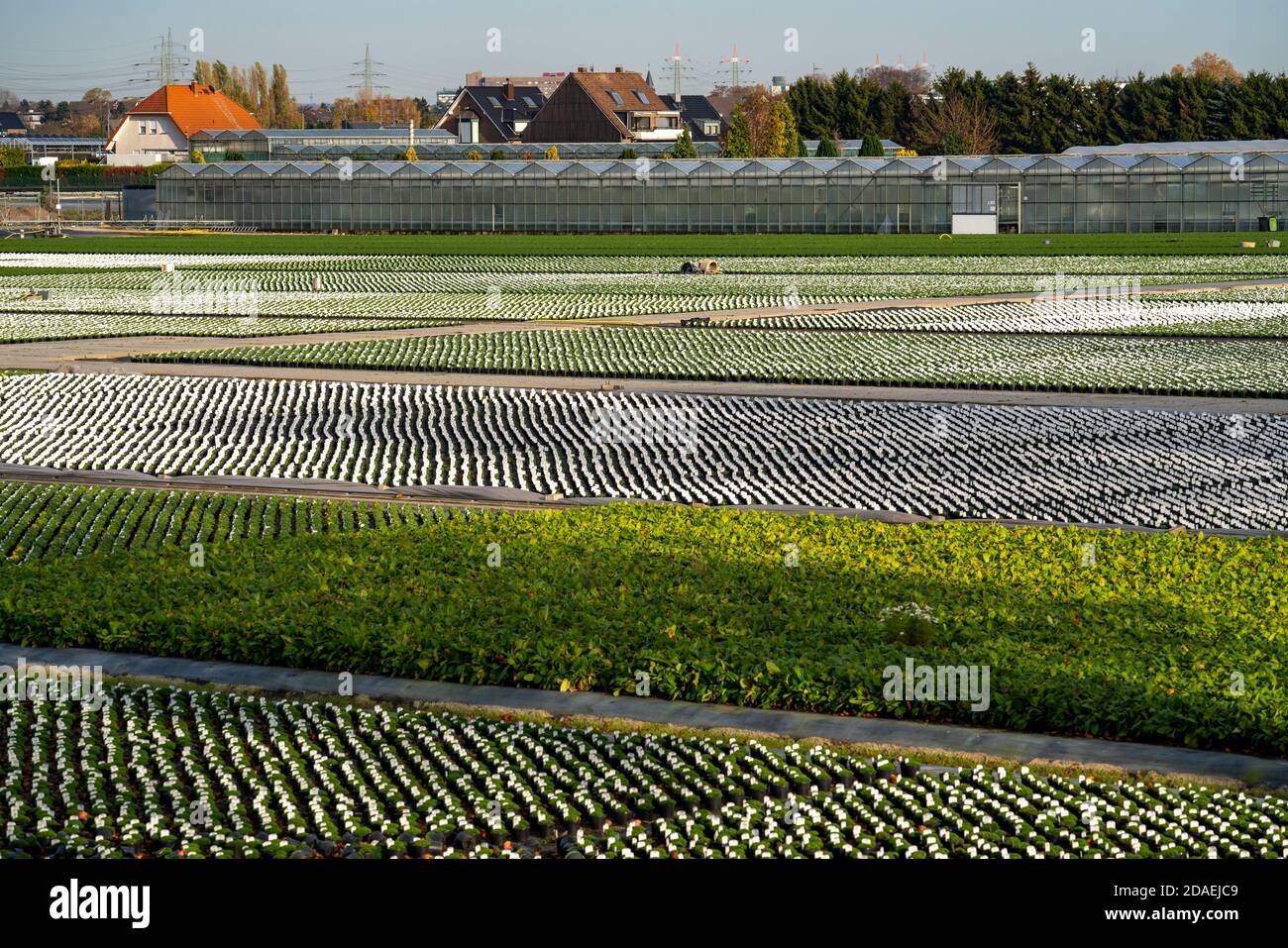 Markt Gartenarbeit, Pflanzenzüchtung, Zierpflanzen wachsen in Blumentöpfen, Outdoor, Düsseldorf-Volmerswerth, Deutschland Stockfoto