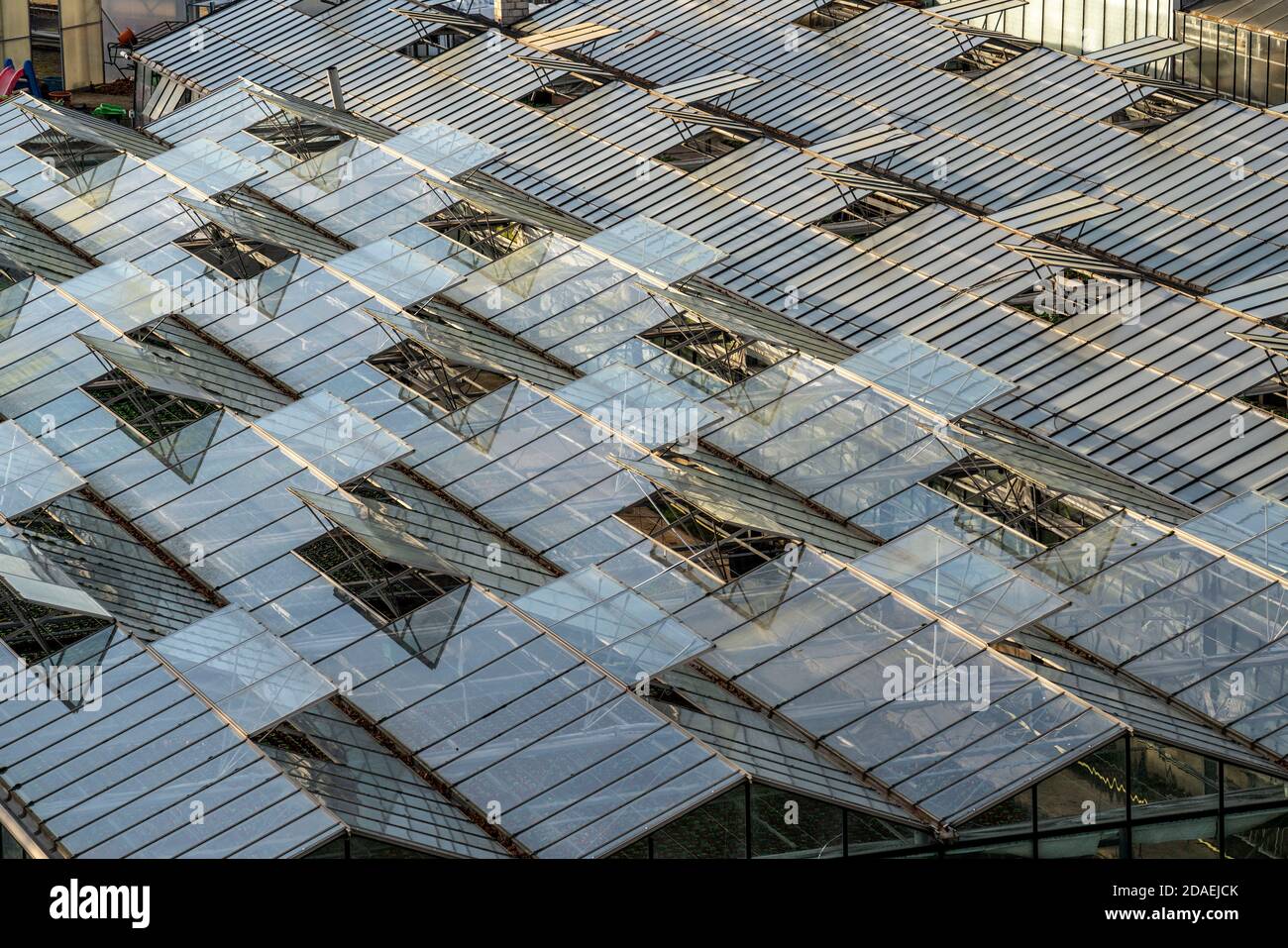 Baumschule, Pflanzenzüchtung, Glasgewächshäuser, Dachfenster offen, Düsseldorf-Volmerswerth, Deutschland, Stockfoto