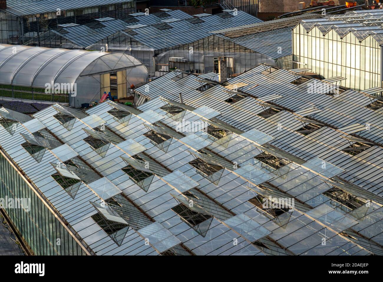 Baumschule, Pflanzenzüchtung, Glasgewächshäuser, Dachfenster offen, Düsseldorf-Volmerswerth, Deutschland, Stockfoto
