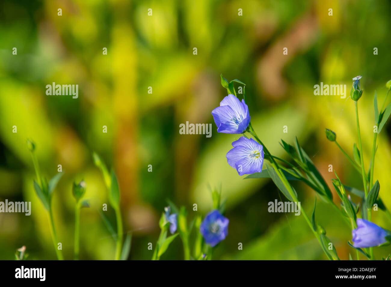 Blaue Blüten von gewöhnlicher Flachs, auch Linum usitatissimum, Leinsamen oder flachs genannt Stockfoto