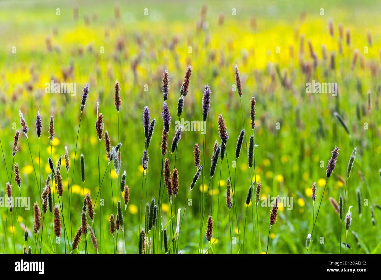Feld von Gras Gräser Pflanzen Wildblumenwiese Stockfoto