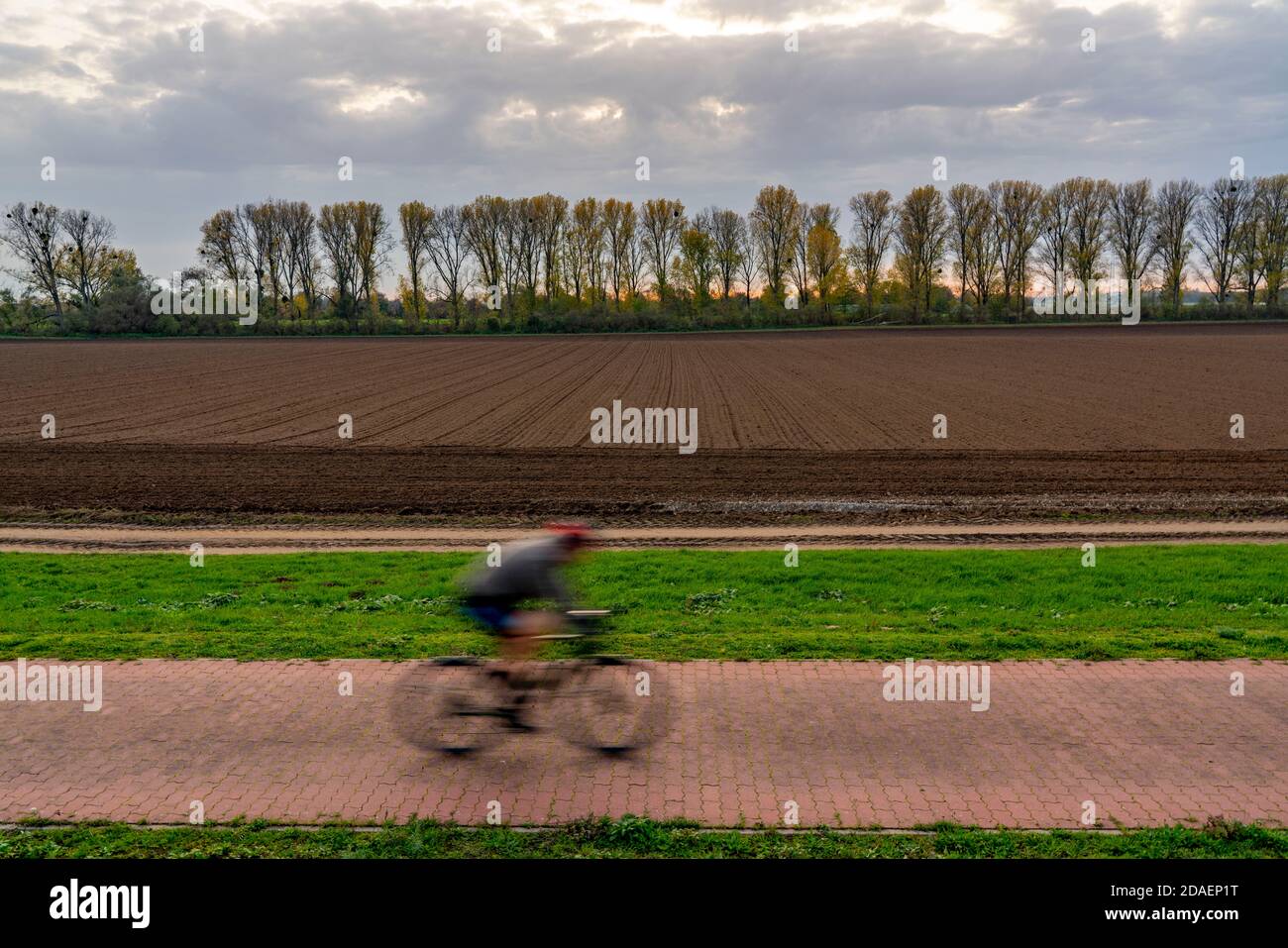 Landschaft, bei Meerbusch-Nierst, Radweg am Rheindeich, Baumreihe, Feld, NRW, Deutschland Stockfoto