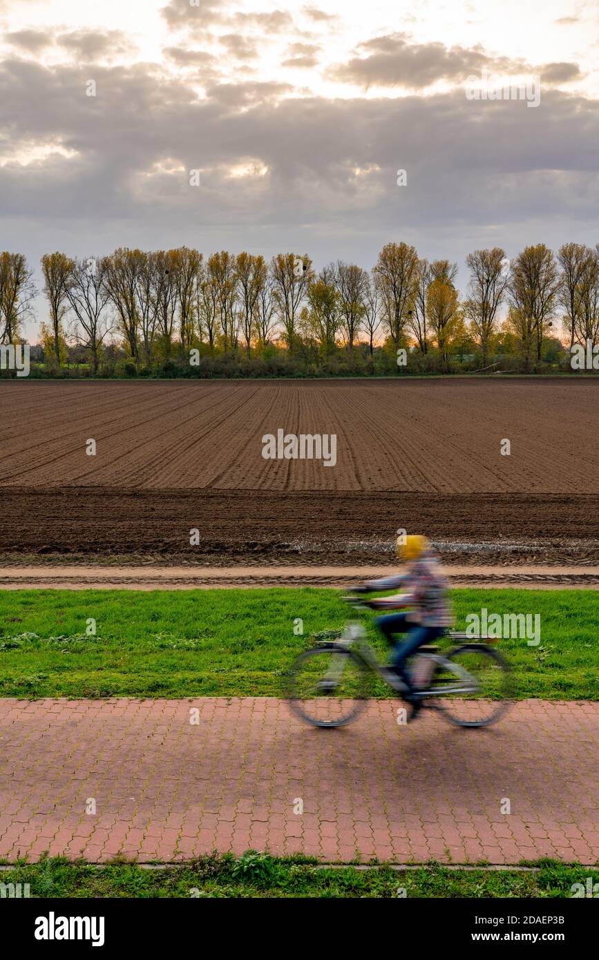 Landschaft, bei Meerbusch-Nierst, Radweg am Rheindeich, Baumreihe, Feld, NRW, Deutschland Stockfoto