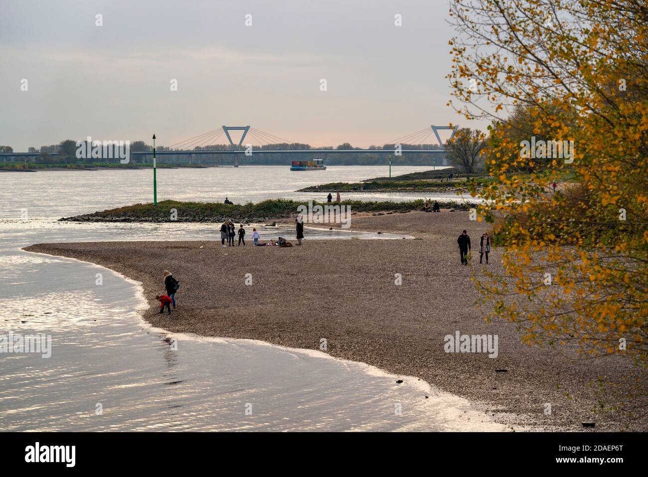Walker am Rheinstrand zwischen Düsseldorf und Krefeld, Containerfrachtschiff, hinten die Flughafenbrücke der A44, Niederrheinlandschaft, NRW, Stockfoto